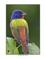 1454 painted bunting